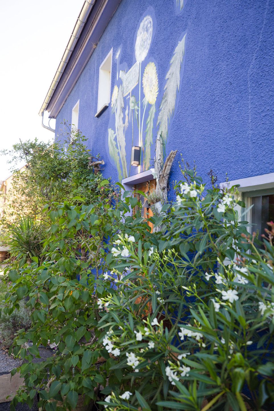 Vor einer blau gestrichenen Hauswand mit Blumenmalerei wachsen üppige grüne Pflanzen mit kleinen weißen Blüten.