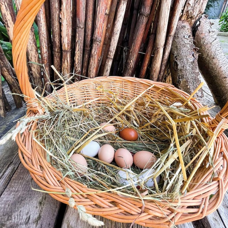 Frische Eier von unseren Hühnern aus Forchheim.