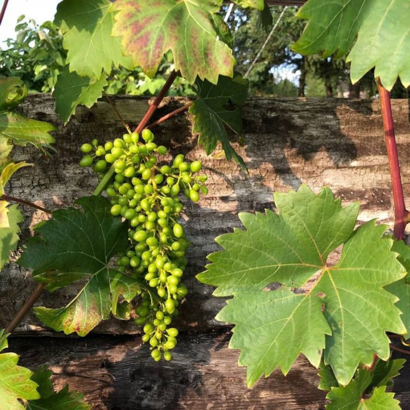Wein im Garten.