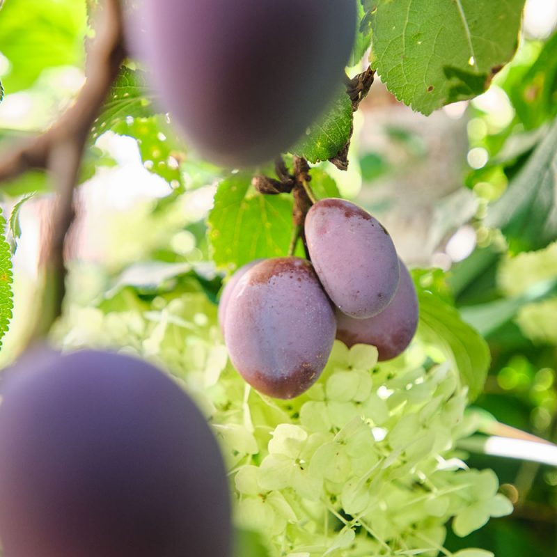 Viele Früchte wie Kirschen, Pflaumen, Äpfel und auch Beeren und ein Gemüsegarten