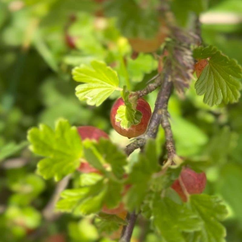 Beeren sind lecker