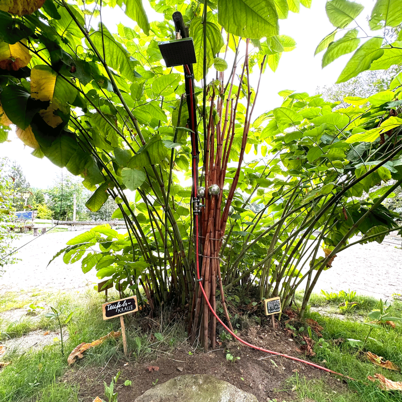 dusche-natur-wasser-blatt-garten