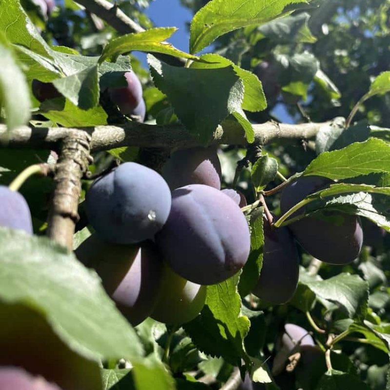 fruechte-pflaumen-kirschen-aepfel-kiwi