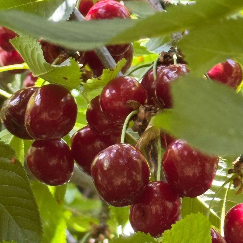 Leckere Kirschen zum Naschen