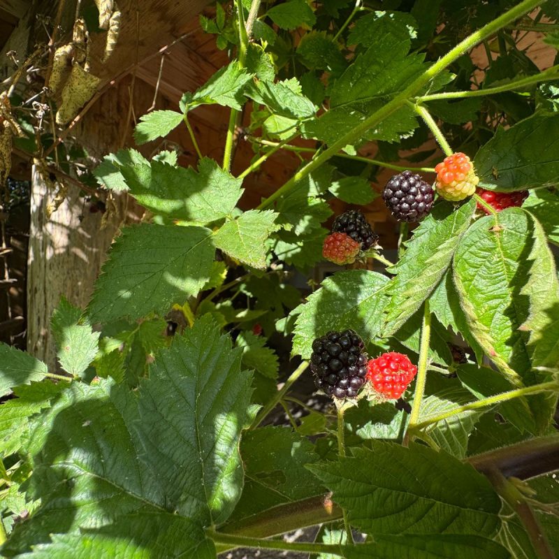 Beeren zum Entdecken