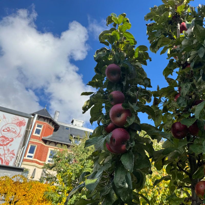Äpfel im großen Garten der Villa