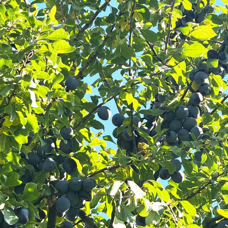 Süße Pflaumen warten auf dich