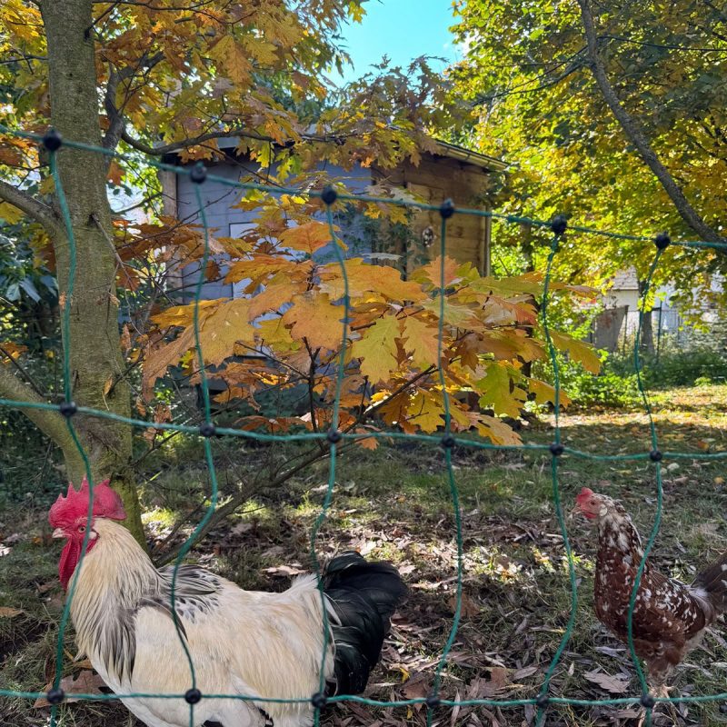 Hühnerstall mit glücklichen Hühnern