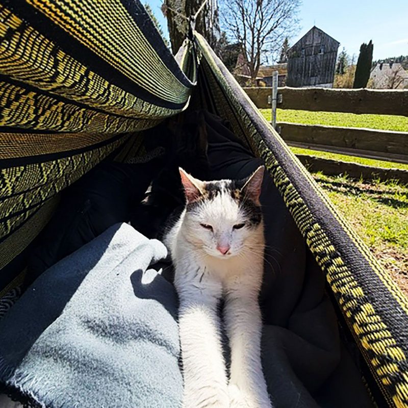 katzen-urlaub-land-1