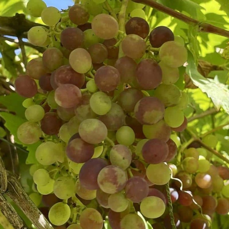 mediterranes-flair-trauben-wein