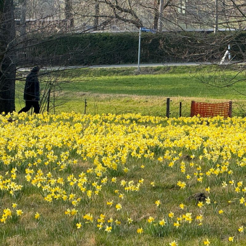 Naturdenkmal Narzissenwiese