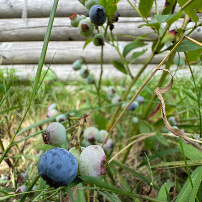 pflanzen-blaubeeren-obst-natur