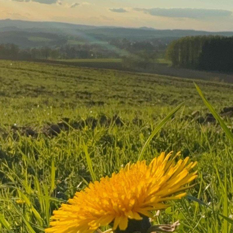 wald-familie-urlaub