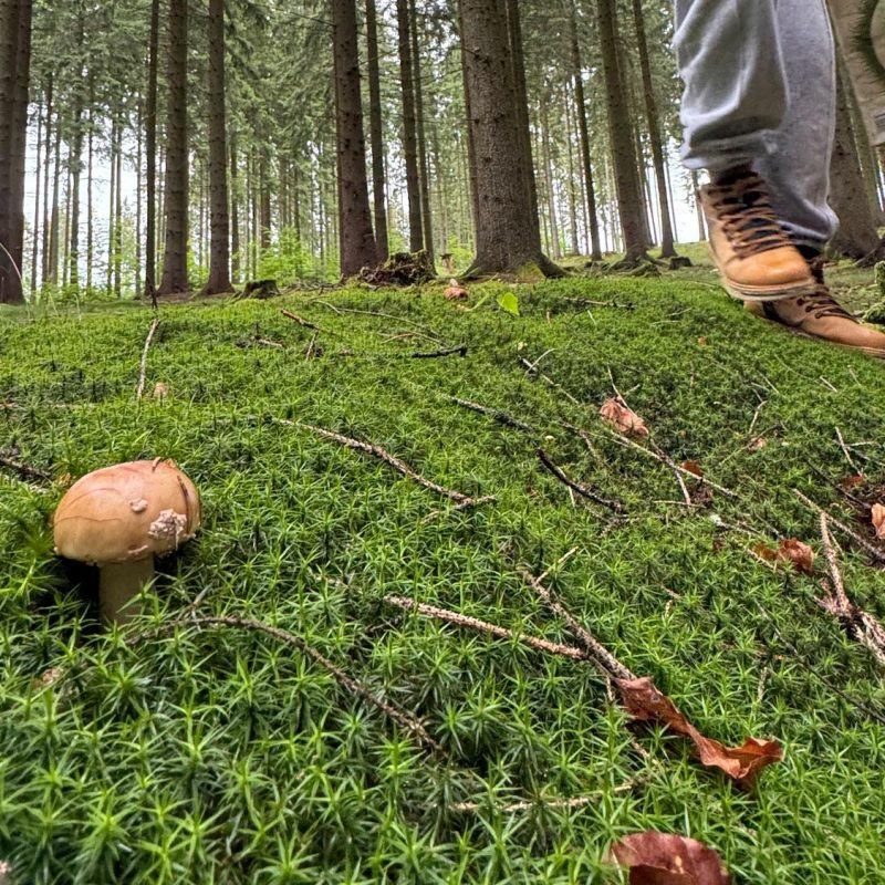 wald-hof-familie-urlaub