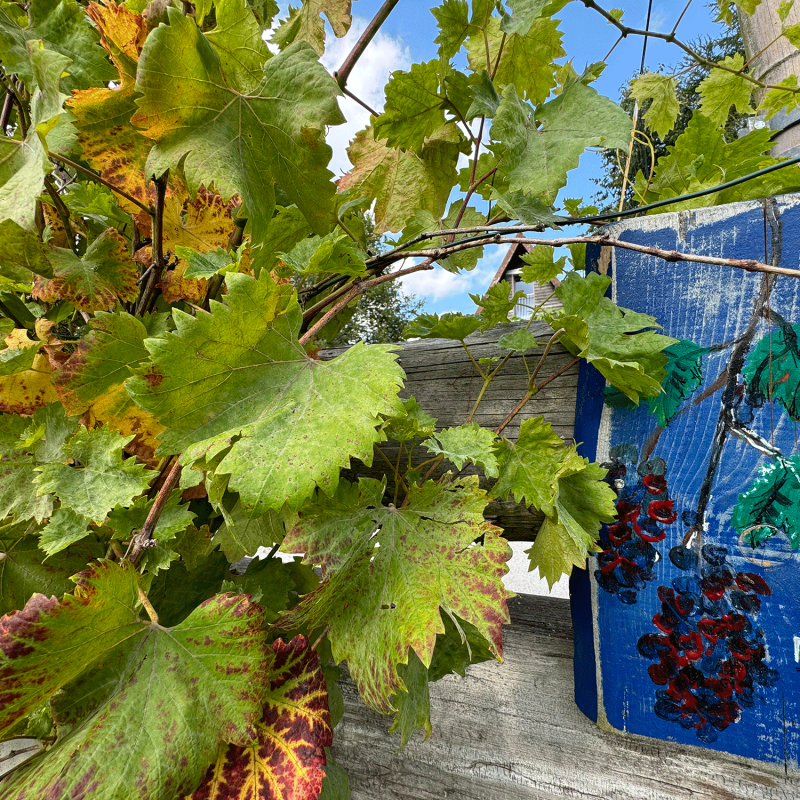 wein-reben-blatt-zaun